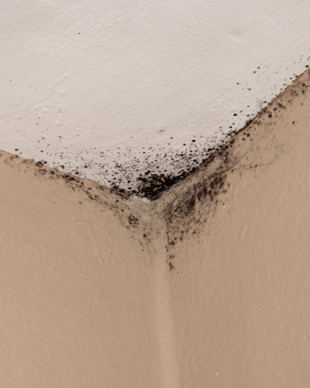 Your Ceiling Needs a Mold Remediation Plan in Lafayette, LA